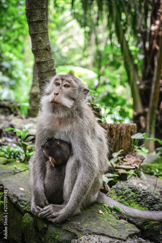 Mother and baby Balinese long-tailed monkey