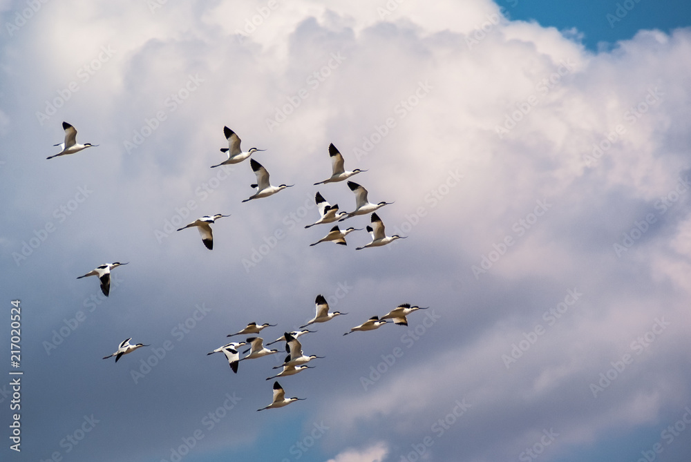 Band of avocet birds in the lagoon of Fuente de Piedra in Malaga, Spain.