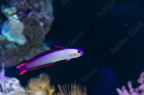 Purple firefish (Nemateleotris decora) , also known as the Decorated Firefish, Purple Dartfish, Decorated Dartfish, or Flame Firefish photo