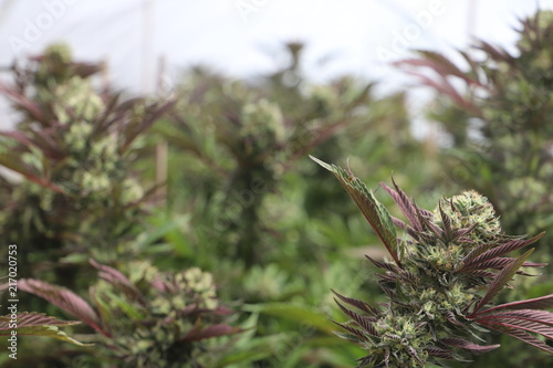 Purple Cannabis Flowers