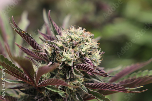 Purple Indica Cannabis photo