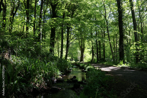 Stream Beside a Shady Country Foot Path
