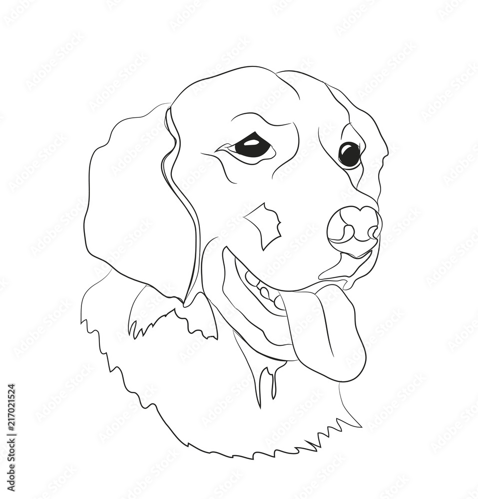 Fototapeta premium dog portrait, lines, vector