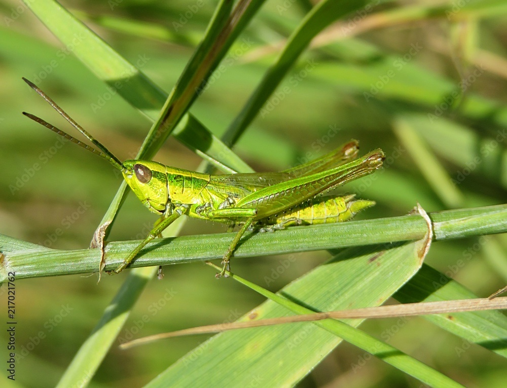 Green grasshopper on grass in the meadow, closeup Green grasshopper on grass in the meadow, closeup