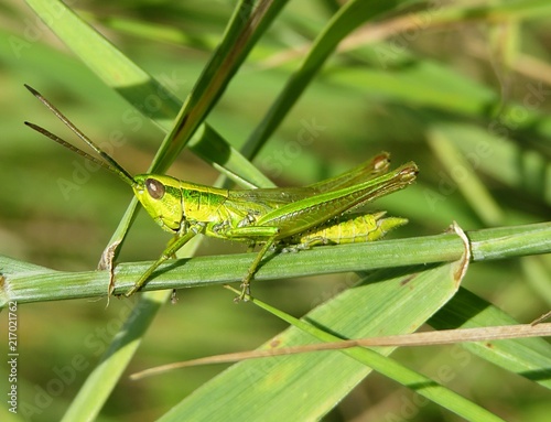 Green grasshopper on the grass, closeup