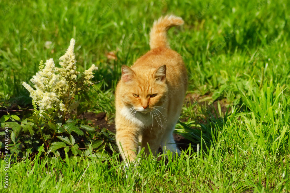charming cat on grass in the park