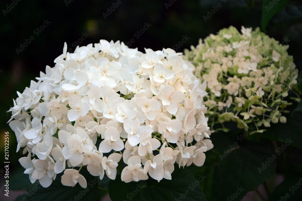 Numerous delicate white hydrangea flowers are collected in a huge inflorescence. Numerous delicate white hydrangea flowers are collected in a huge inflorescence.