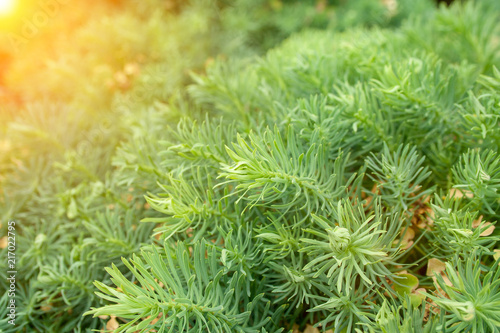 Foto Spurge cypress grass
