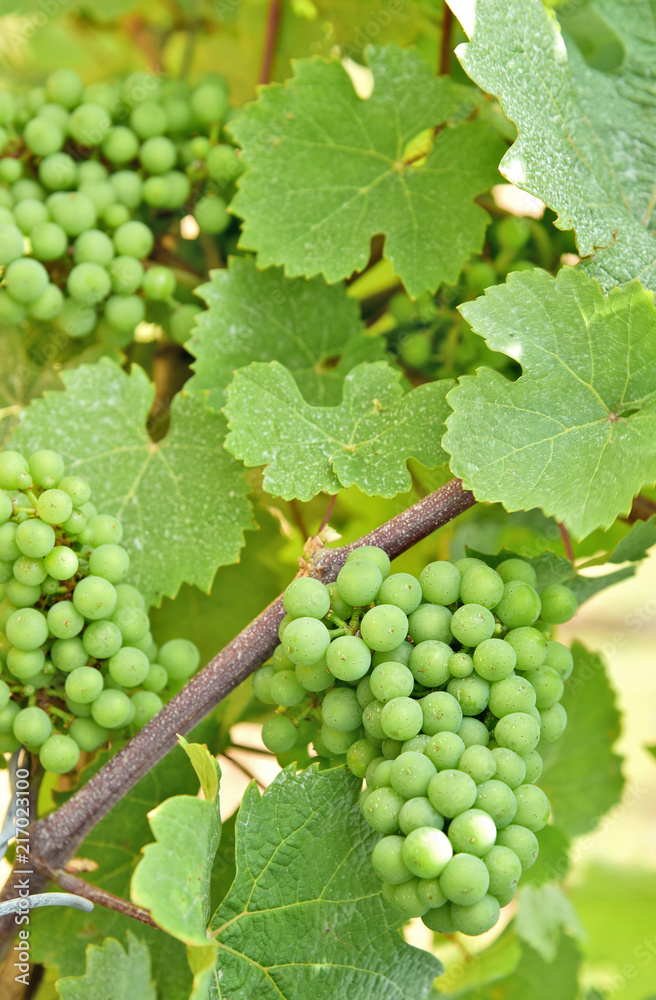 young green grape on field with full frame