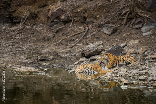 A tigress and her cub angry in waterhole at ranthambore national park