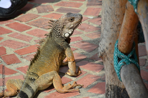 iguana madura
