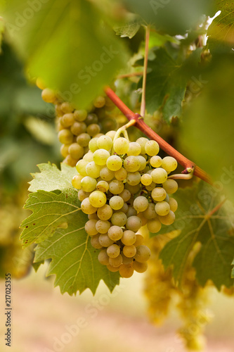 Cluster of yellow grapes in the vineyard