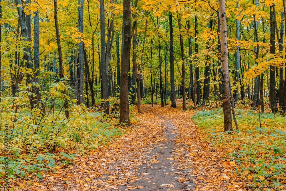 Obraz premium Path in a forest with colorful autumn leaves