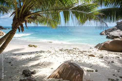 Palm tree on a tropical beach on La Digue island, Seychelles © Luca Pape