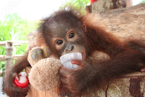 Süßes Orang-Utan Baby mit Babyflasche und Teddy-Bär schaut direkt in die Kamera