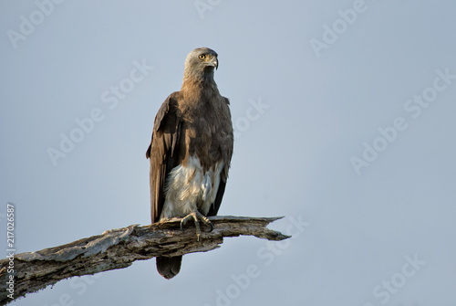 Grey-headed Fish-eagle - Ichthyophaga ichthyaetus, large gray and brown eagle from Asian woodlands and fresh waters, Sri Lanka.