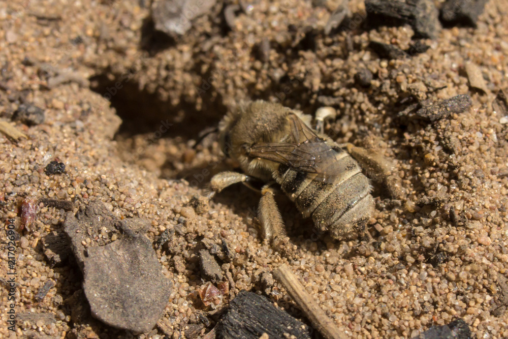 the wasp builds a nest the wasp builds a nest