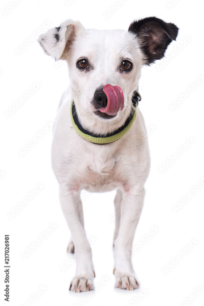 Niedlicher Mischlinghund schleckt sich das Maul Niedlicher Mischlinghund schleckt sich das Maul