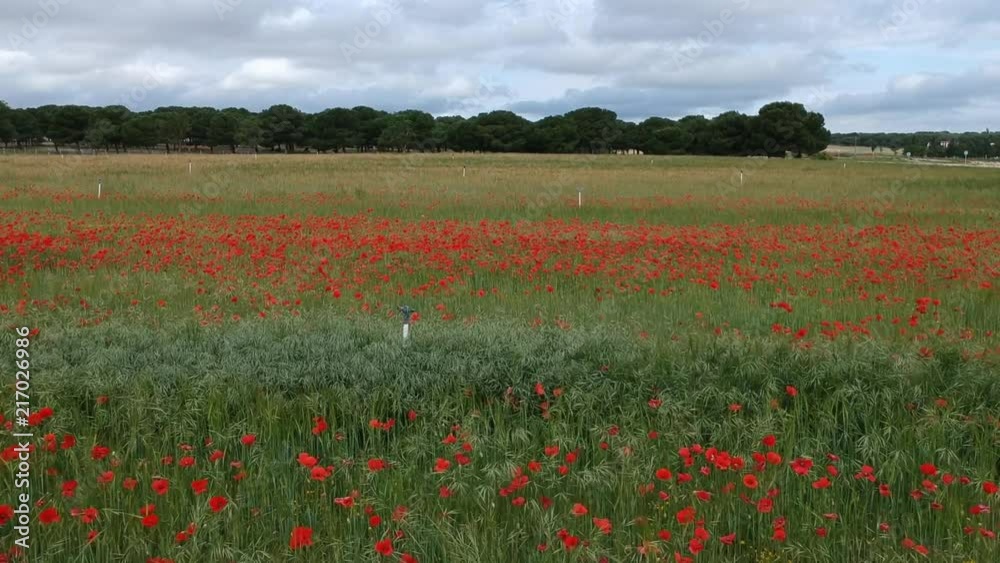 Pure nature, plants, flowers, poppies and trees Pure nature, plants, flowers, poppies and trees