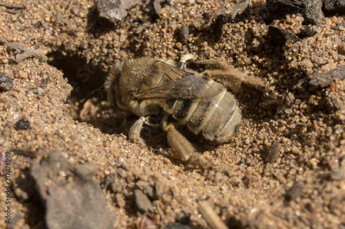 the wasp builds a nest