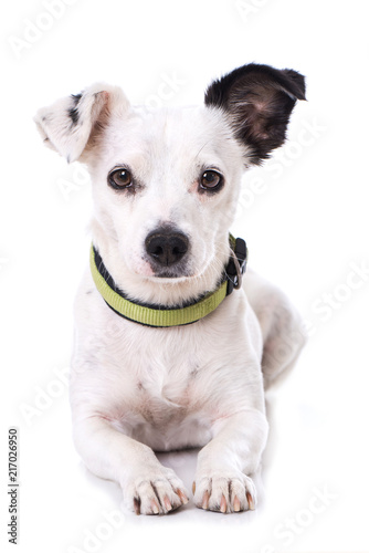 Liegender Mischlinghund auf weißem Hintergrund