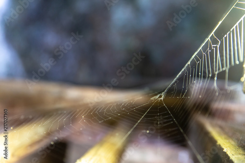Spider Web Net Selective Focus