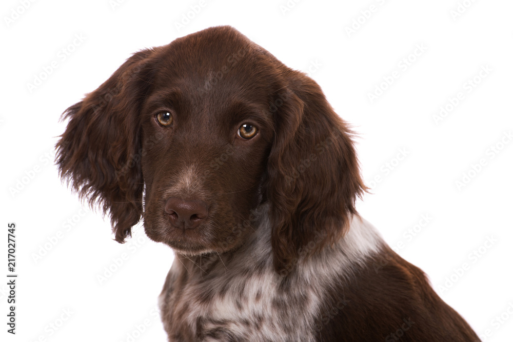 Sitzender Münsterländer Welpe isoliert auf weißem Grund