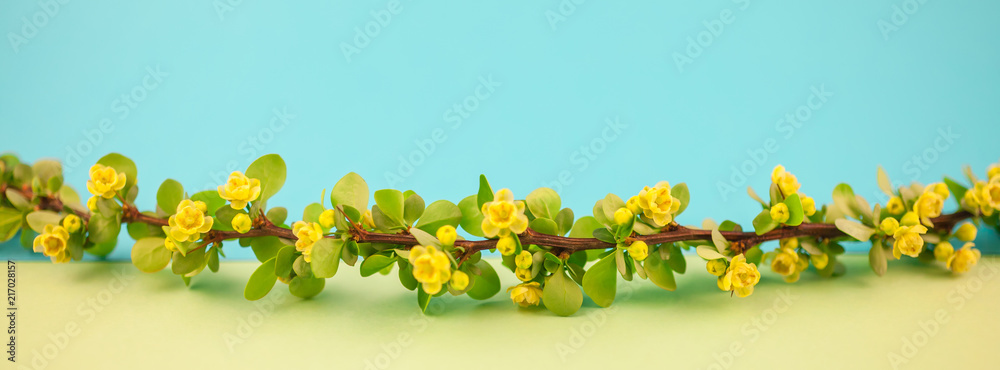 Spring blossoming barberry branch