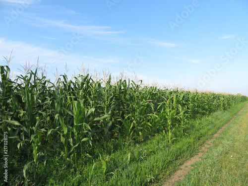 Green corn field on blue sky background. Summer agricultural landscape with country road