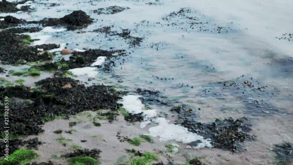 A view of genlte waves cming into a rock shore covered in seaweed at dusk A view of genlte waves cming into a rock shore covered in seaweed at dusk