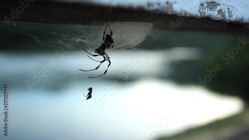 Scene of a spider in a web. One of the hind legs is missing. Spider catches an insect and carries it to the mouth. photo