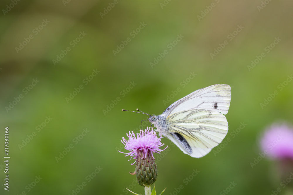 Cabbage white searching for some nectar Cabbage white searching for some nectar