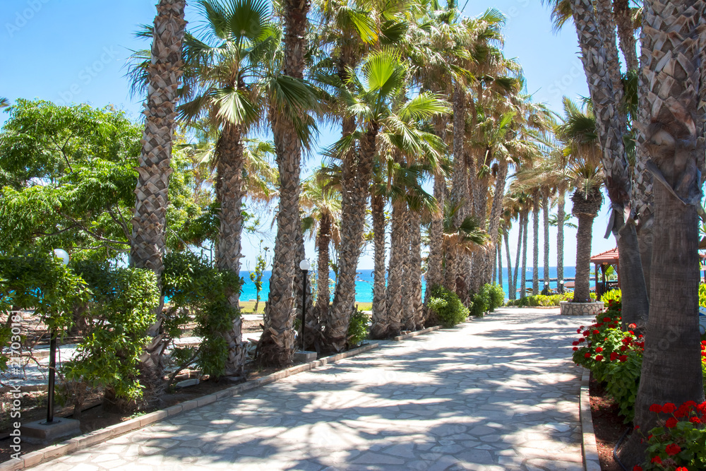 Palm alley in Protaras, Cyprus