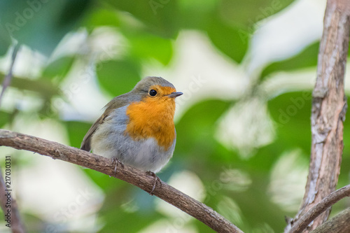 Robin in the bushes