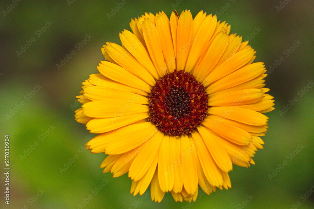 Obraz premium Flower head