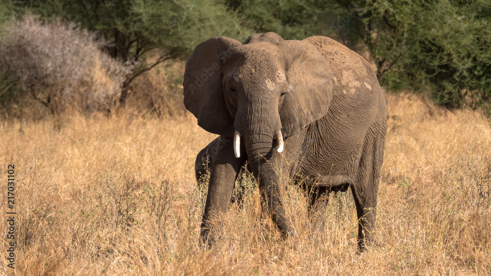 Afrikanischer Elefant