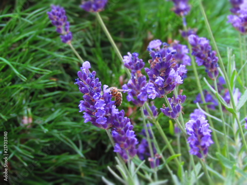 lavender bee