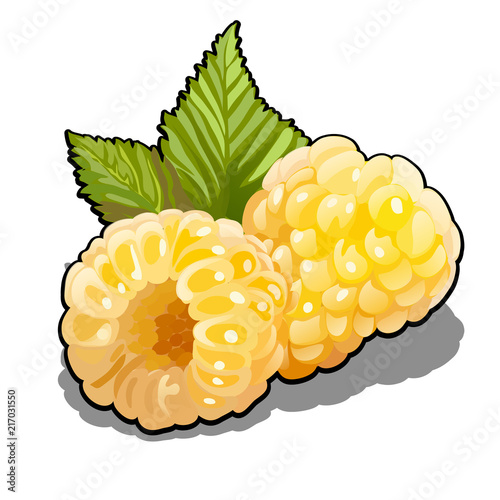 Set of berries yellow raspberries fruits or Rubus idaeus with green leafs. Element of a healthy diet. Delicious and healthy orchard fruits isolated on a white background. Vector illustration.