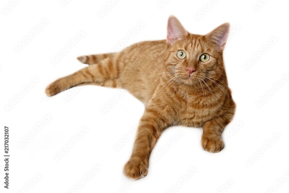 Close-up of  a ginger cat lying and looking curious to the camera - isolated on a white background.