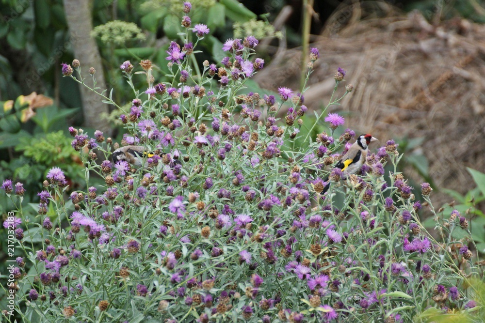 Zwei Stieglitze (Carduelis carduelis) fressen Samen der Wiesen-Flockenblume (Centaurea jacea)
Zwei Stieglitze (Carduelis carduelis) fressen Samen der Wiesen-Flockenblume (Centaurea jacea)