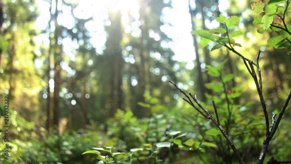 Green forest carpet and sun rays between tree branches Green forest carpet and sun rays between tree branches