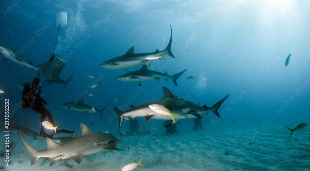 Obraz premium Caribbean reef shark at the Bahamas