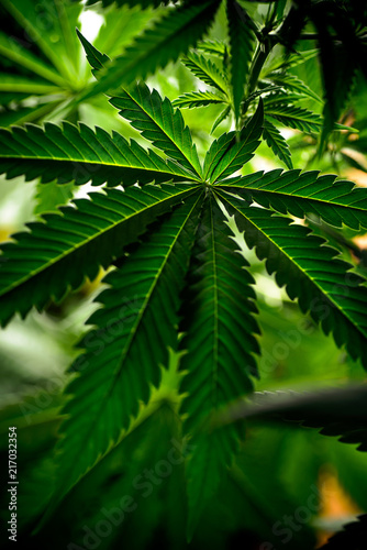 Fototapeta Naklejka Na Ścianę i Meble -  cannabis sativa, still life of marihuana leaves, medical plant