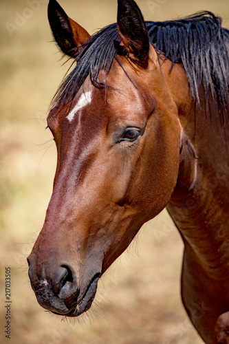 Portrait of a horse