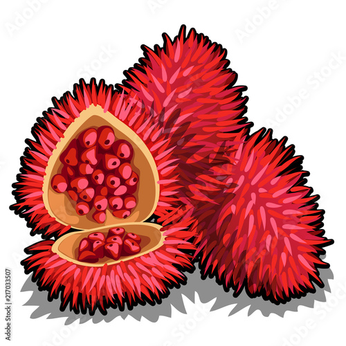 Set of whole and half of ripe Annatto tree fruit or Bixa orellana. Element of a popular seasoning for marinate. Tropical fruits isolated on a white background. Vector illustration.