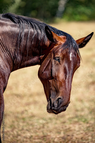 Portrait of a horse