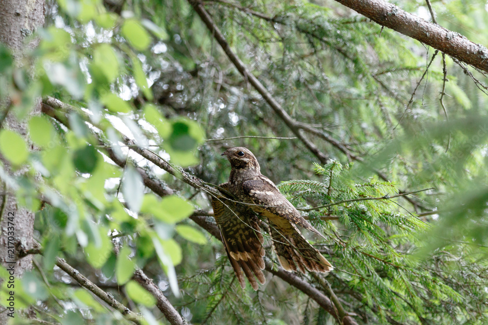 European Nightjar (Caprimulgus europaeus) European Nightjar (Caprimulgus europaeus)