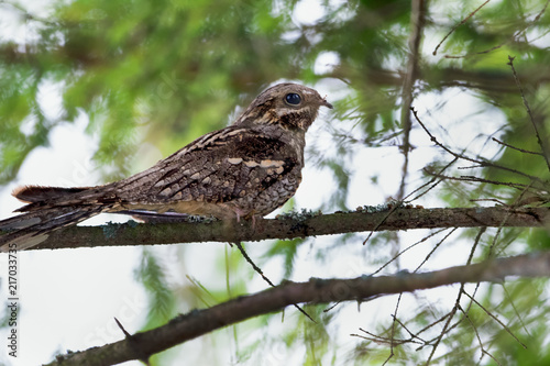 European Nightjar (Caprimulgus europaeus) photo