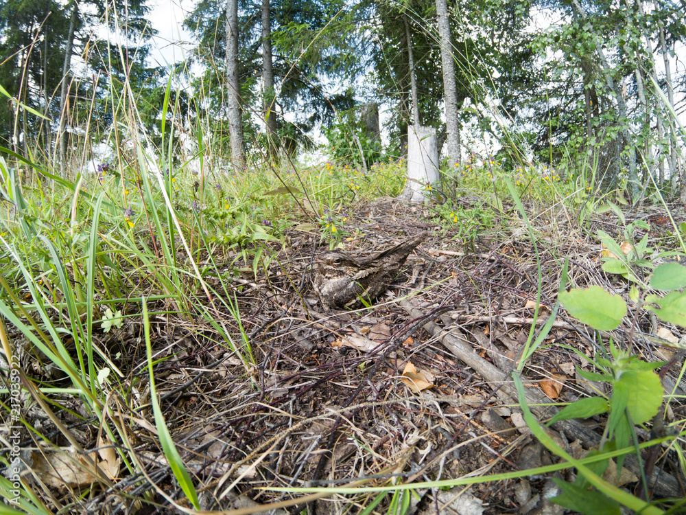 Caprimulgus europaeus. The nest of the European Nightjar in nature. Caprimulgus europaeus. The nest of the European Nightjar in nature.