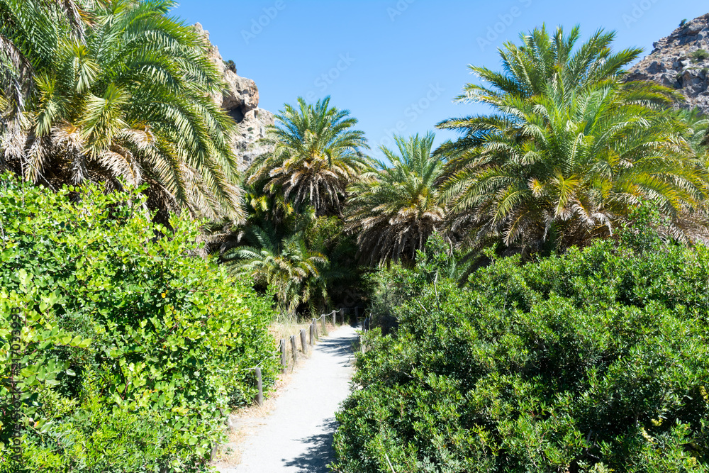 Palm forest in Crete
